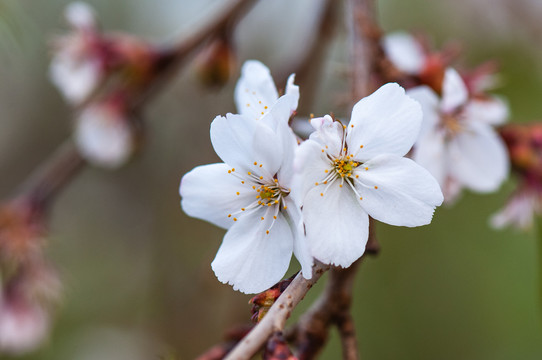 樱花