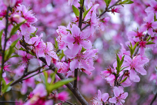 桃花