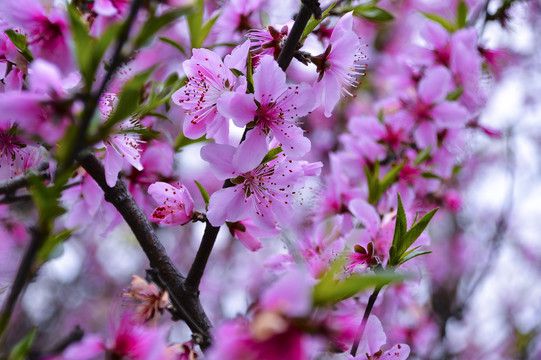 桃花