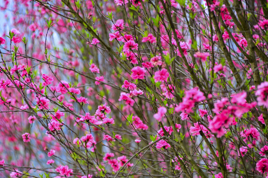 桃花