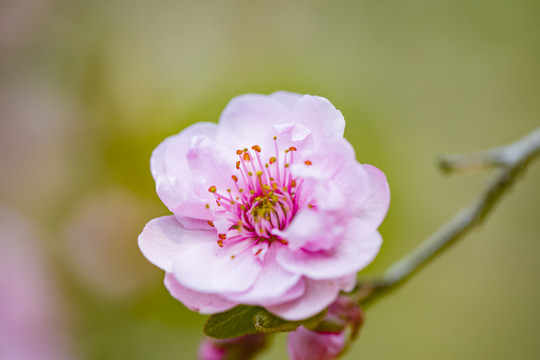 紫叶李花