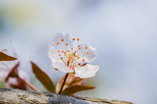 紫叶李花