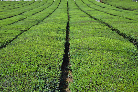 茶园风光