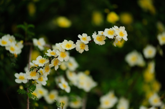 花团锦簇