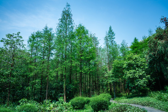 阳光树林森林公园素材