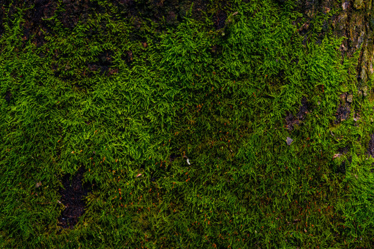 树皮苔藓绿植背景素材