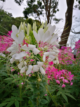 路边野花