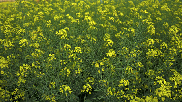 油菜花