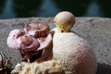 天山蘑菇