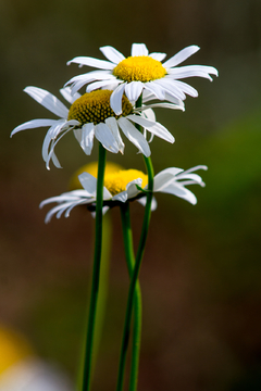 大白菊