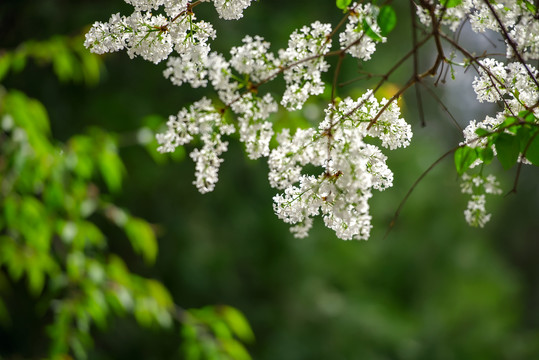 丁香花