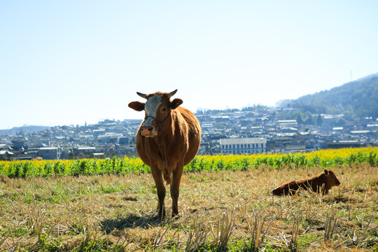 田地里的水牛