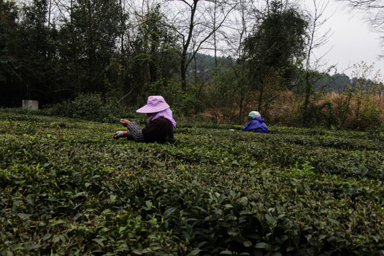 百里香茶园