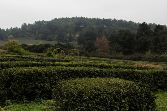 百里香茶园