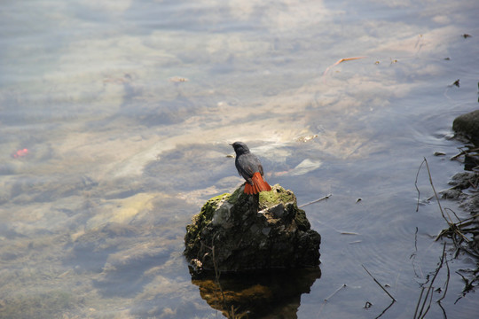 酉水河