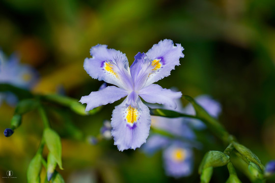 鸢尾花