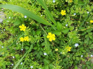 黄色野花