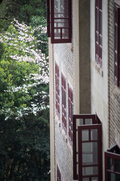 樱花树和古建筑