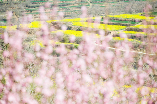 桃花影背后的油菜田