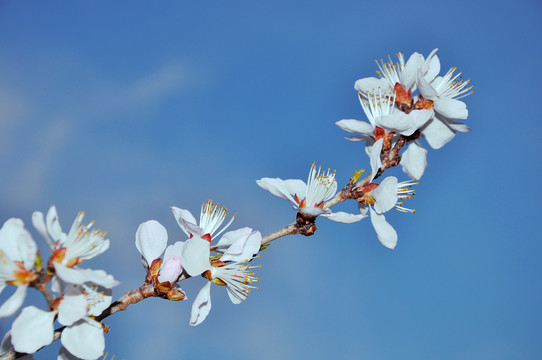 一抹桃花