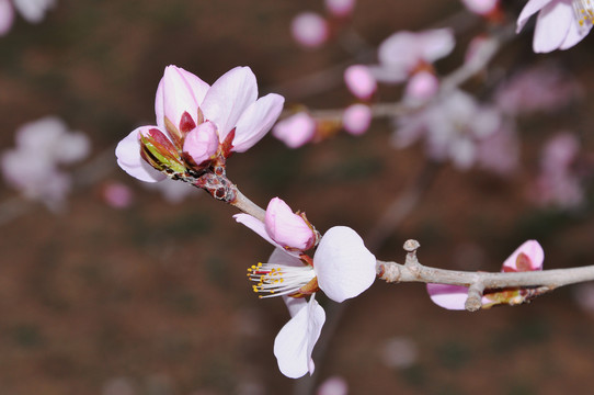 一抹桃花