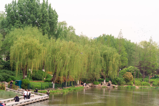 山东济南大明湖湖边垂柳飞鸟