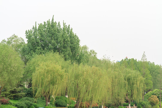 山东济南大明湖湖边垂柳飞鸟