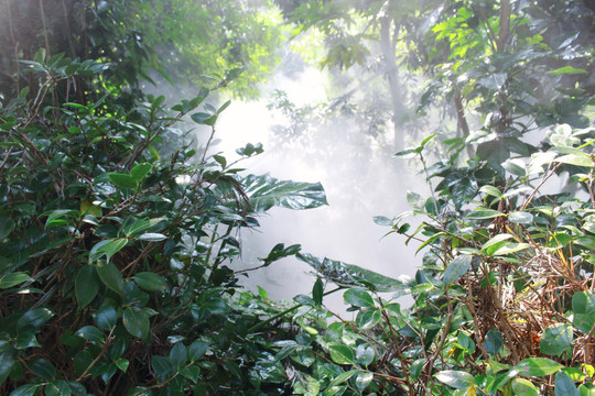 厦门植物园雨林区