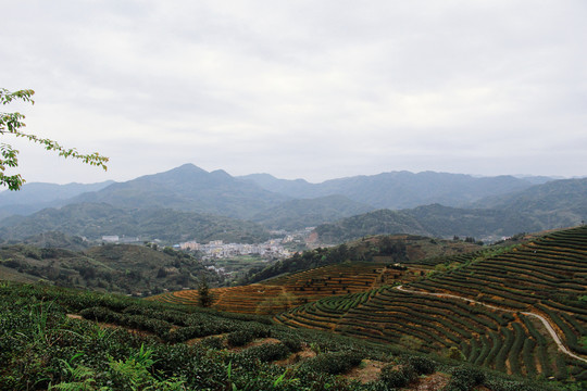 茶山