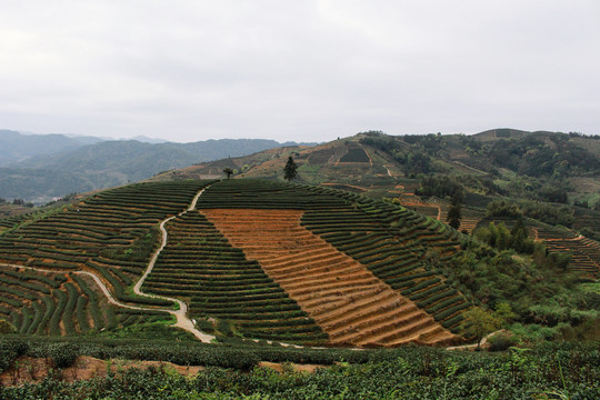 厦门茶山