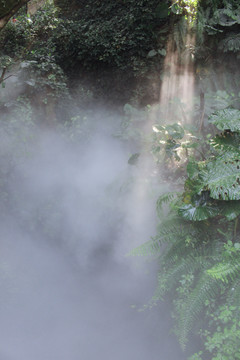 厦门植物园雨林区