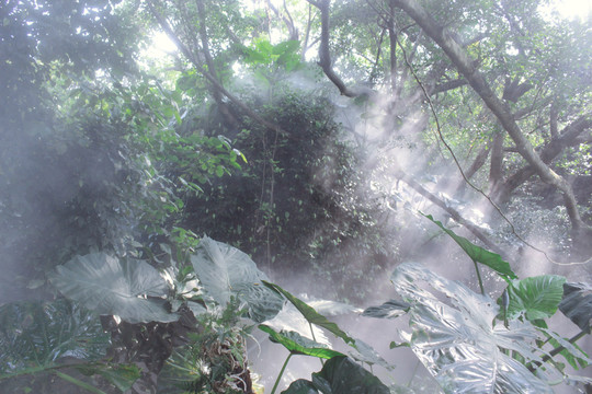 厦门植物园雨林区