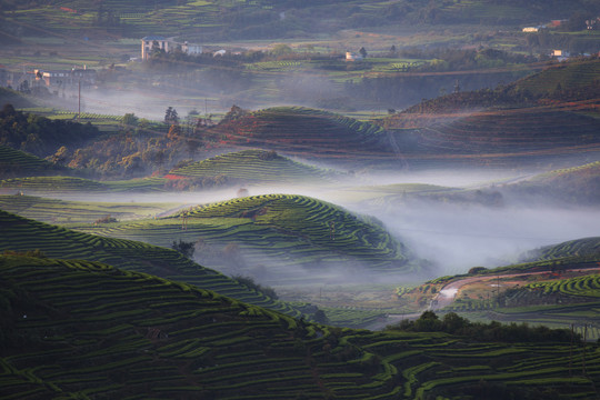 长龙茶山