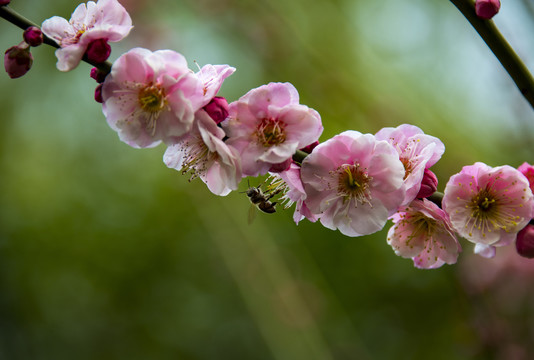 梅花