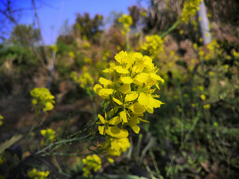 油菜花