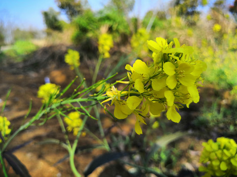 油菜花