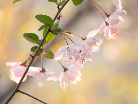 樱花特写