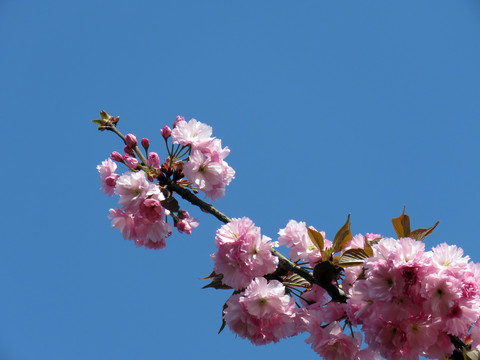 红樱花