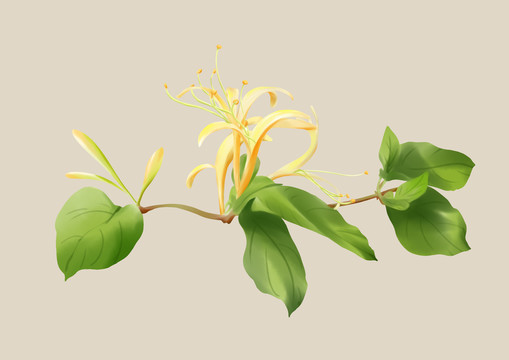 金銀花
