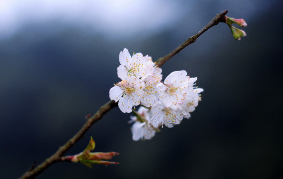 樱花