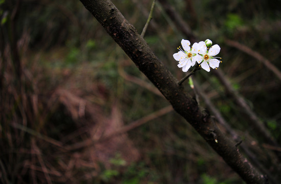 樱花