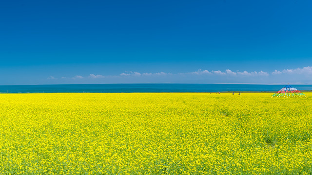 青海海油菜花海