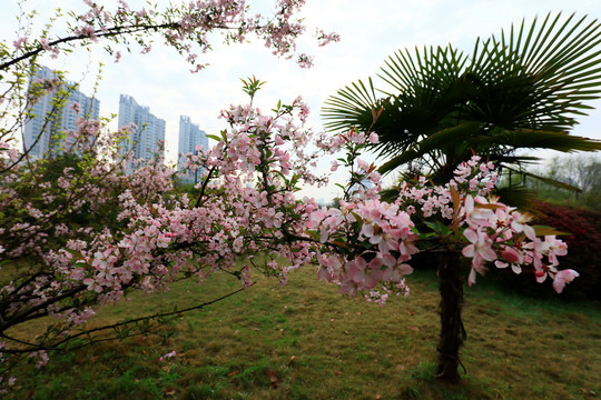 美丽的樱花