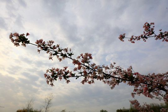 美丽的樱花