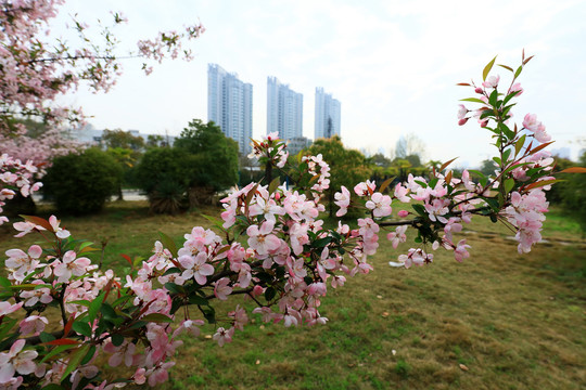 美丽的樱花