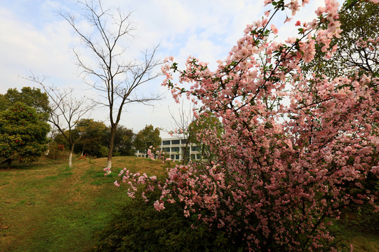 武汉理工大学校区