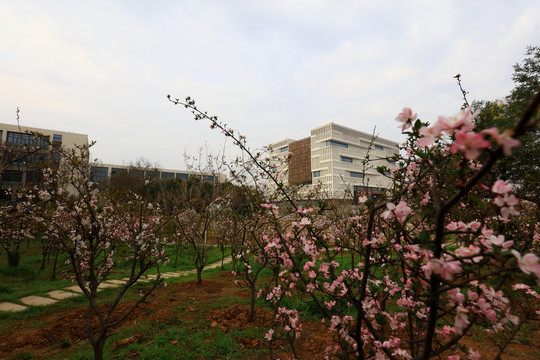 武汉理工大学的春天