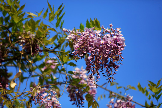芬芳的紫藤花