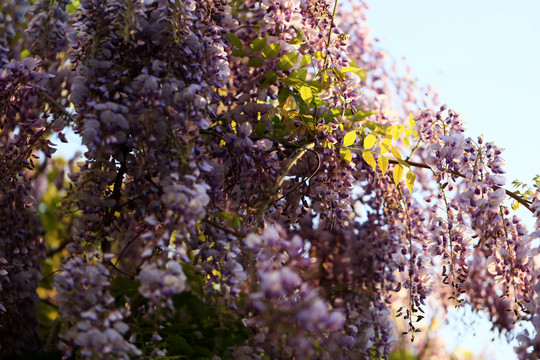 阳光下的紫藤花
