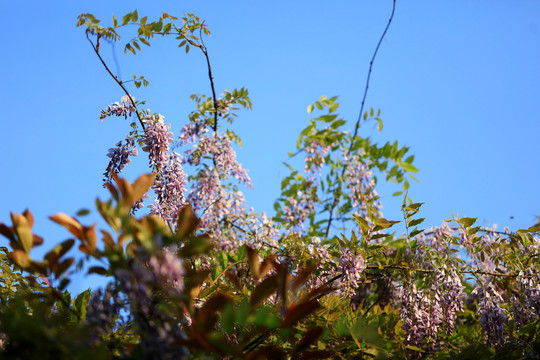 紫藤花